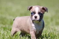 Buster, a male Boston Terrier for sale in Eugene, OR – Photo 4 of 5