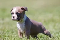 Buster, a male Boston Terrier for sale in Eugene, OR – Photo 5 of 5