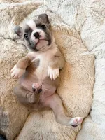 Buster, a male Boston Terrier for sale in Eugene, OR – Photo 3 of 5