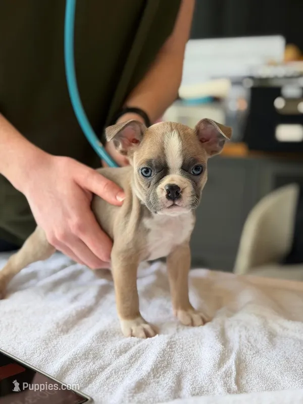 Buster – Boston Terrier puppy for sale in Eugene, OR