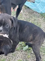 Orange boy (Buster Douglas), a male Boston Terrier and Boxer for sale in Colorado City, TX – Photo 2 of 4