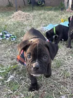 Orange boy (Buster Douglas), a male Boston Terrier and Boxer for sale in Colorado City, TX – Photo 3 of 4