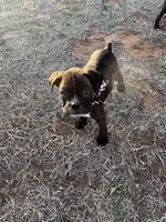 Orange boy (Buster Douglas), a male Boston Terrier and Boxer for sale in Colorado City, TX – Photo 4 of 4