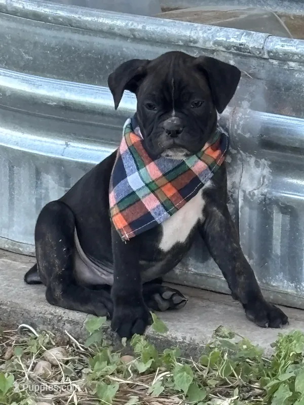 Orange boy (Buster Douglas) – Boston Terrier, Boxer puppy for sale in Colorado City, TX