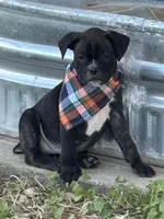 Orange boy (Buster Douglas), a male Boston Terrier and Boxer for sale in Colorado City, TX – Photo 1 of 4
