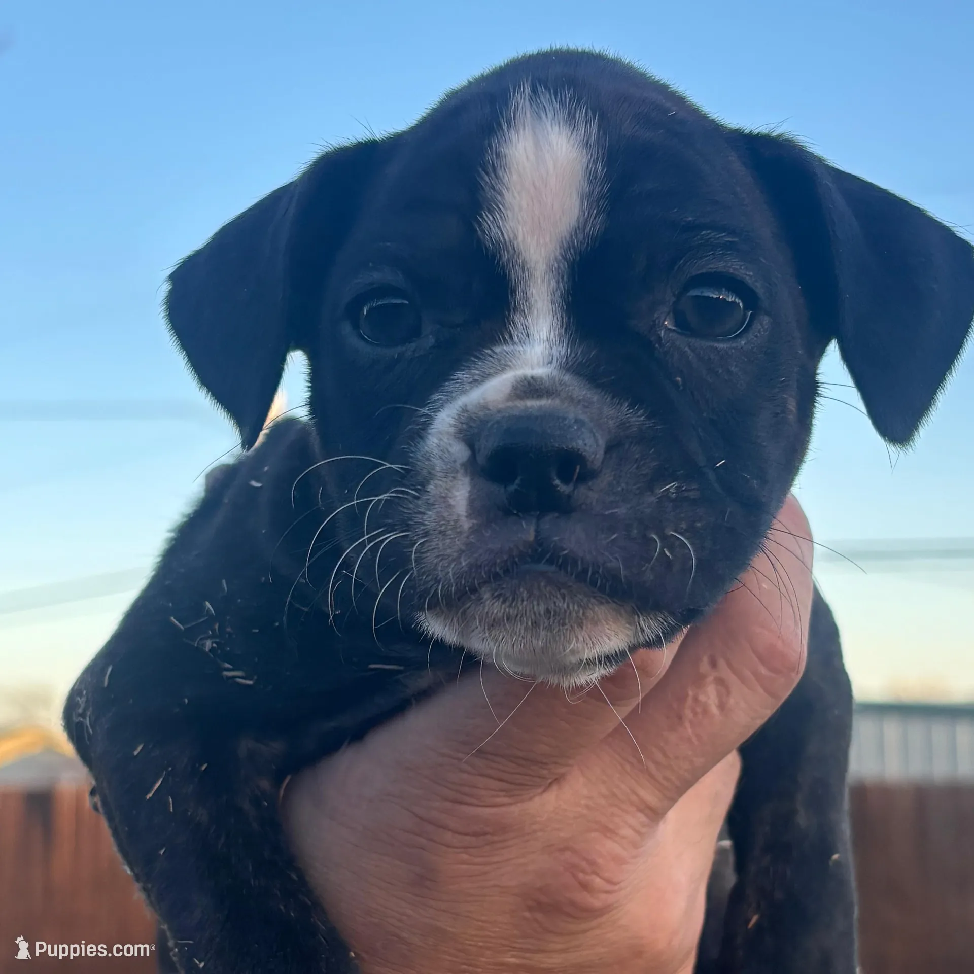 Pink female – Boston Terrier, Boxer puppy for sale in Colorado City, TX