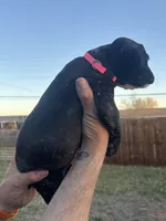 Pink female, a female Boston Terrier and Boxer for sale in Colorado City, TX – Photo 4 of 5