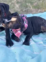 Pink female, a female Boston Terrier and Boxer for sale in Colorado City, TX – Photo 2 of 5