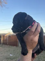 Pink female, a female Boston Terrier and Boxer for sale in Colorado City, TX – Photo 3 of 5