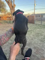 Pink female, a female Boston Terrier and Boxer for sale in Colorado City, TX – Photo 5 of 5