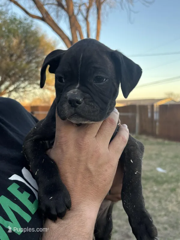 Blue boy  – Boston Terrier, Boxer puppy for sale in Colorado City, TX