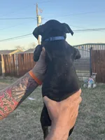 Blue boy , a male Boston Terrier and Boxer for sale in Colorado City, TX – Photo 4 of 4