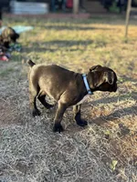 Blue boy , a male Boston Terrier and Boxer for sale in Colorado City, TX – Photo 2 of 4