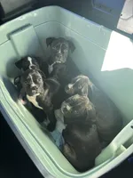 Blue boy , a male Boston Terrier and Boxer for sale in Colorado City, TX – Photo 3 of 4