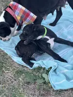 Green boy, a male Boston Terrier and Boxer for sale in Colorado City, TX – Photo 4 of 6