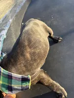 Green boy, a male Boston Terrier and Boxer for sale in Colorado City, TX – Photo 6 of 6