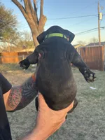 Green boy, a male Boston Terrier and Boxer for sale in Colorado City, TX – Photo 5 of 6