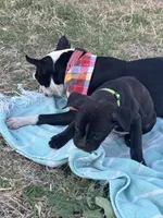 Green boy, a male Boston Terrier and Boxer for sale in Colorado City, TX – Photo 3 of 6