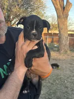 Green boy, a male Boston Terrier and Boxer for sale in Colorado City, TX – Photo 2 of 6