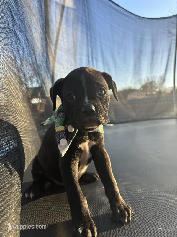 Green boy – Boston Terrier, Boxer puppy for sale in Colorado City, TX