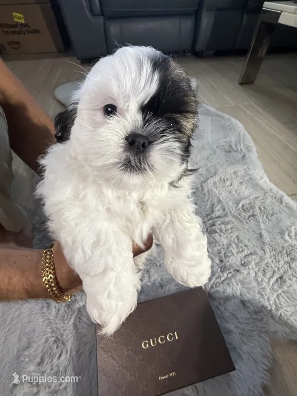 Gucci – Shih Tzu puppy for sale in Punta Gorda, FL