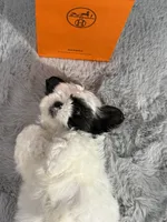 Hermes (air-mez), a male Shih Tzu for sale in Punta Gorda, FL – 8 of 10