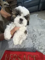 Versace, a male Shih Tzu for sale in Punta Gorda, FL – 5 of 10