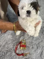 Chloe, a female Shih Tzu for sale in Punta Gorda, FL – 9 of 10