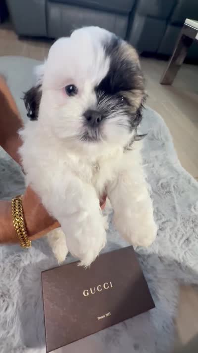 Gucci, a male Shih Tzu for sale in Punta Gorda, FL – 8 of 8