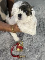 Chloe, a female Shih Tzu for sale in Punta Gorda, FL – 6 of 10