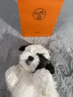 Hermes (air-mez), a male Shih Tzu for sale in Punta Gorda, FL – 7 of 10