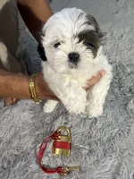 Chloe, a female Shih Tzu for sale in Punta Gorda, FL – 4 of 10