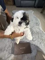 Gucci, a male Shih Tzu for sale in Punta Gorda, FL – 6 of 8