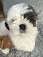 Chloe, a female Shih Tzu for sale in Punta Gorda, FL – 3 of 10