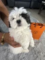 Hermes (air-mez), a male Shih Tzu for sale in Punta Gorda, FL – 3 of 10
