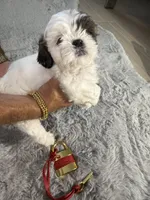 Chloe, a female Shih Tzu for sale in Punta Gorda, FL – 2 of 10