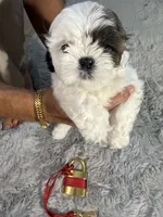 Chloe, a female Shih Tzu for sale in Punta Gorda, FL – 8 of 10