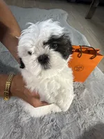 Hermes (air-mez), a male Shih Tzu for sale in Punta Gorda, FL – 2 of 10