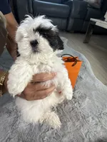 Hermes (air-mez), a male Shih Tzu for sale in Punta Gorda, FL – 4 of 10