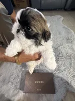 Gucci, a male Shih Tzu for sale in Punta Gorda, FL – 7 of 8