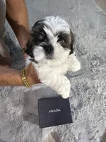 Prada, a female Shih Tzu for sale in Punta Gorda, FL – 4 of 9