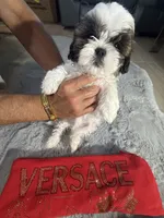 Versace, a male Shih Tzu for sale in Punta Gorda, FL – 2 of 10