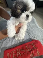 Versace, a male Shih Tzu for sale in Punta Gorda, FL – 8 of 10