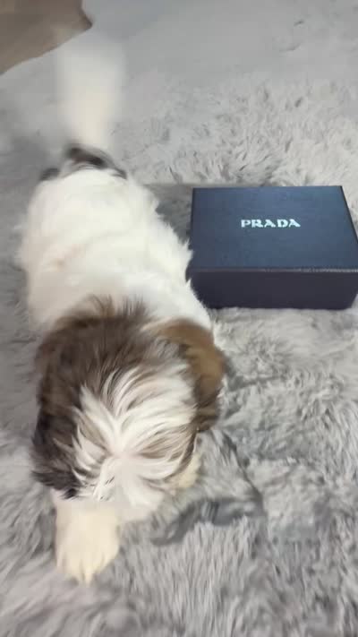 Prada, a female Shih Tzu for sale in Punta Gorda, FL – 7 of 9