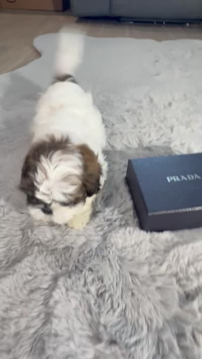 Prada, a female Shih Tzu for sale in Punta Gorda, FL – 9 of 9