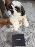 Prada, a female Shih Tzu for sale in Punta Gorda, FL – 5 of 9