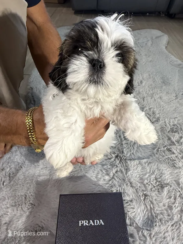 Prada – Shih Tzu puppy for sale in Punta Gorda, FL