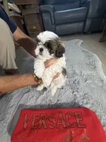 Versace, a male Shih Tzu for sale in Punta Gorda, FL – 4 of 10