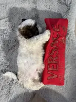 Versace, a male Shih Tzu for sale in Punta Gorda, FL – 7 of 10