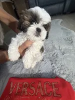 Versace, a male Shih Tzu for sale in Punta Gorda, FL – 6 of 10